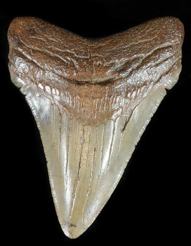 Serrated, Fossil Megalodon Tooth #59225